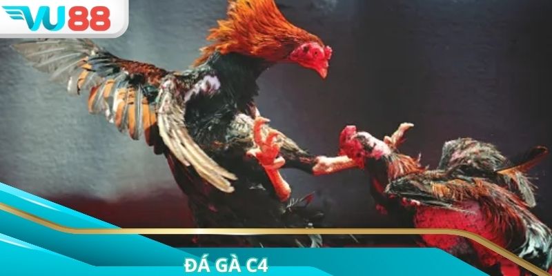 Đá Gà C4 Là Gì? Đặc Điểm Loại Hình Và Địa Chỉ Xem Chuẩn