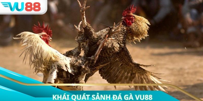 Giới thiệu tổng quan về sảnh đá gà VU88 được nhiều hội viên tìm kiếm