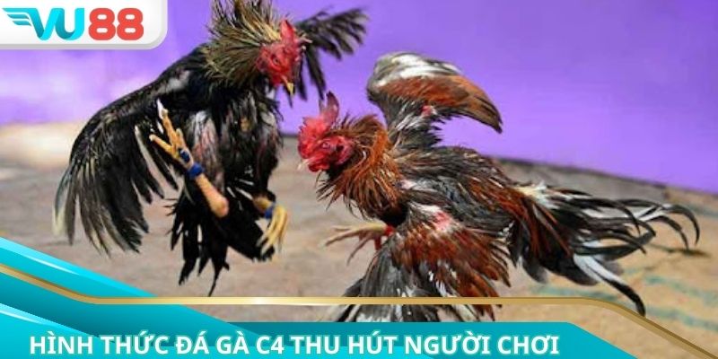 Hình thức đá gà C4 thu hút người chơi