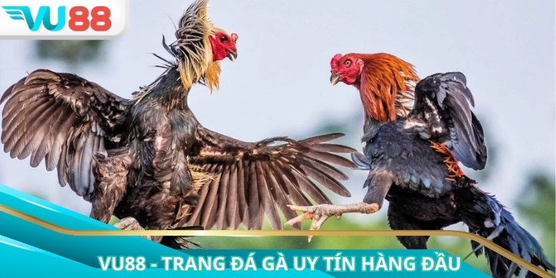 Khám phá trang đá gà uy tín với hoạt động rõ ràng