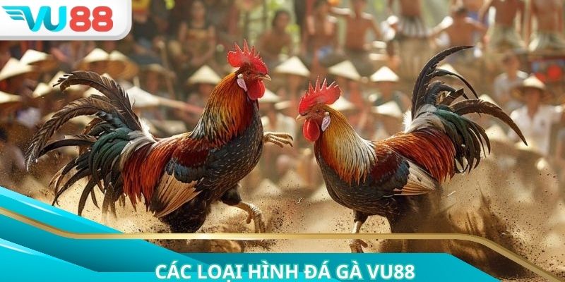 Một số loại hình chọi kê trực tuyến phổ biến nhất tại sảnh cược