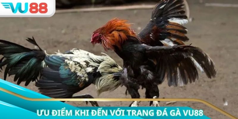 Nền tảng tối ưu giao diện cùng trải nghiệm trọn vẹn