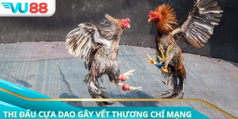 Thi đấu cựa dao gây vết thương chí mạng