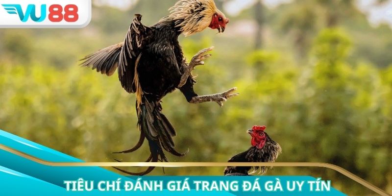 Tiêu chí đánh giá trang đá gà uy tín chuẩn và an toàn