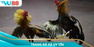 Trang Đá Gà Uy Tín: Cập Nhật Nền Tảng Cược Chất Lượng 2025