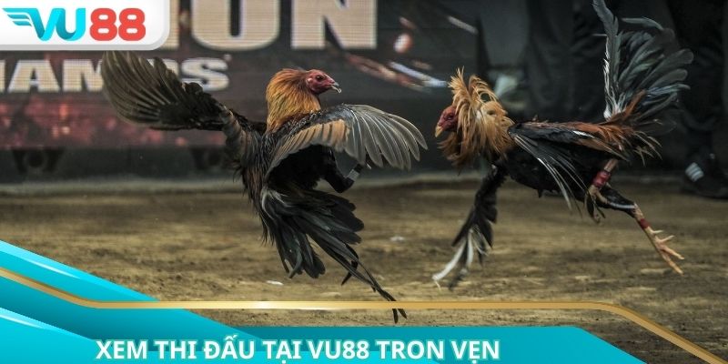 Xem thi đấu tại Vu88 trọn vẹn